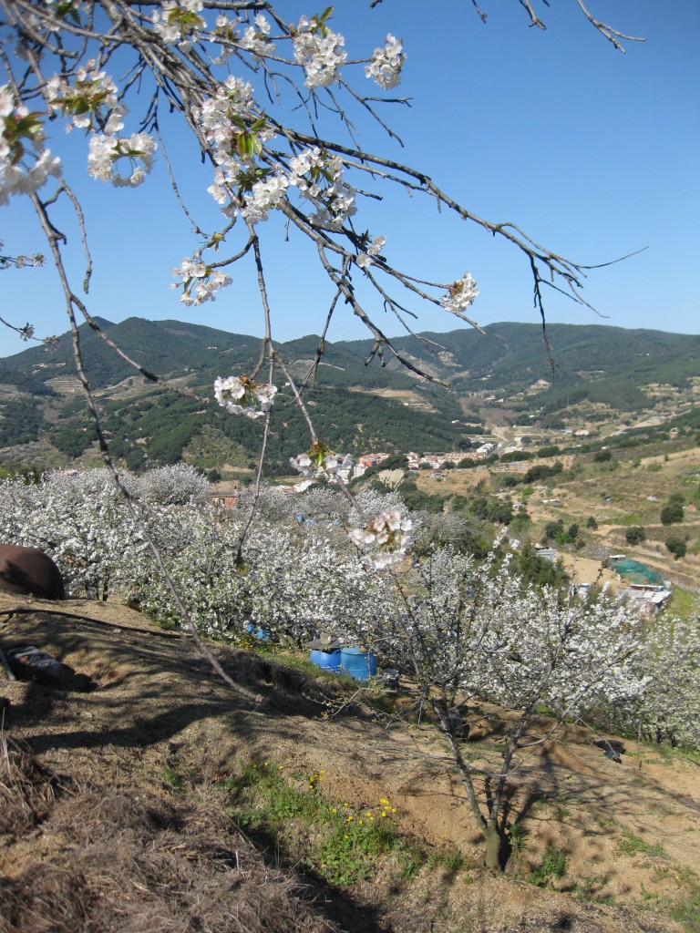 Cirerers d'Arenys de Munt